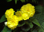 Placeholder photo (begonias)